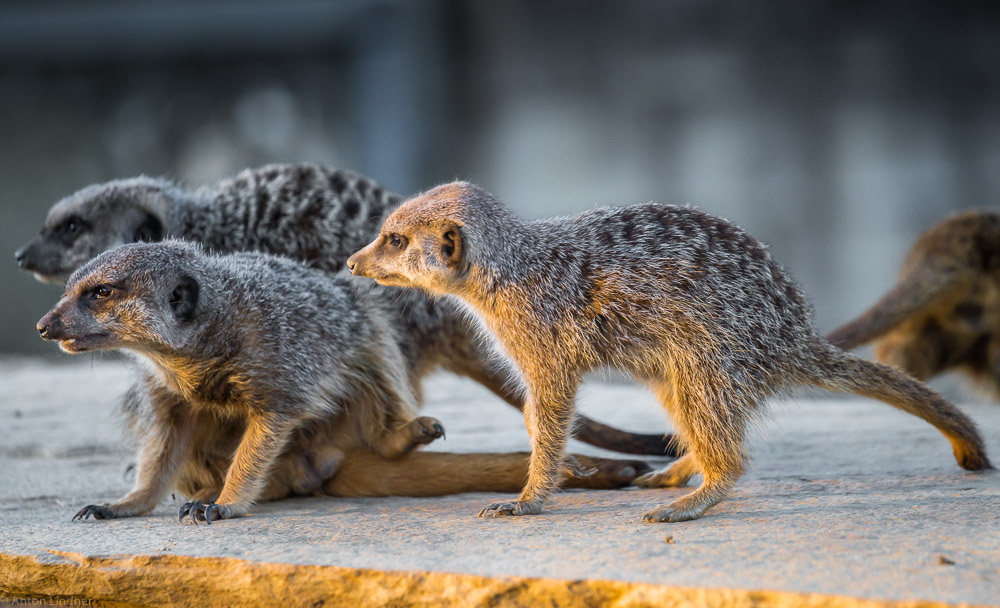 Erdmännchen am Abend im Zoo