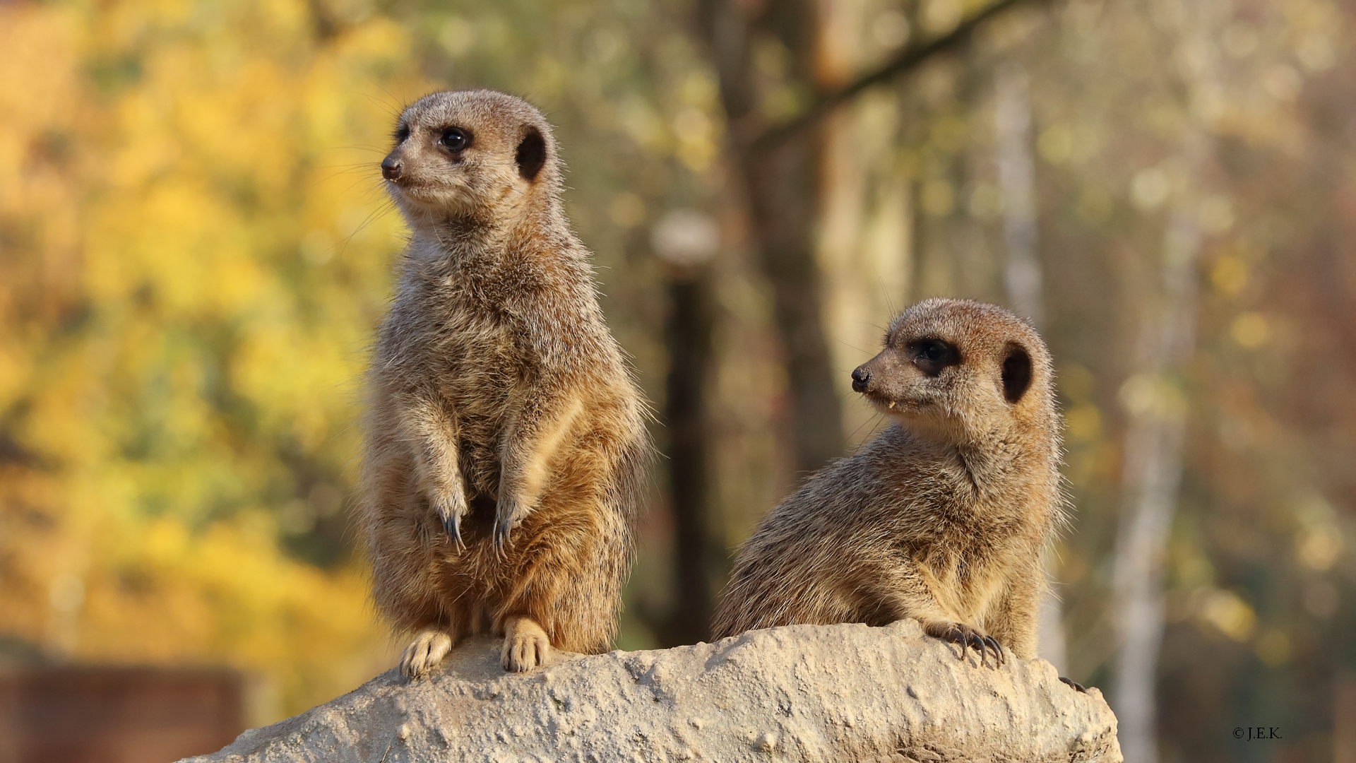 Erdmännchen am Ausguck