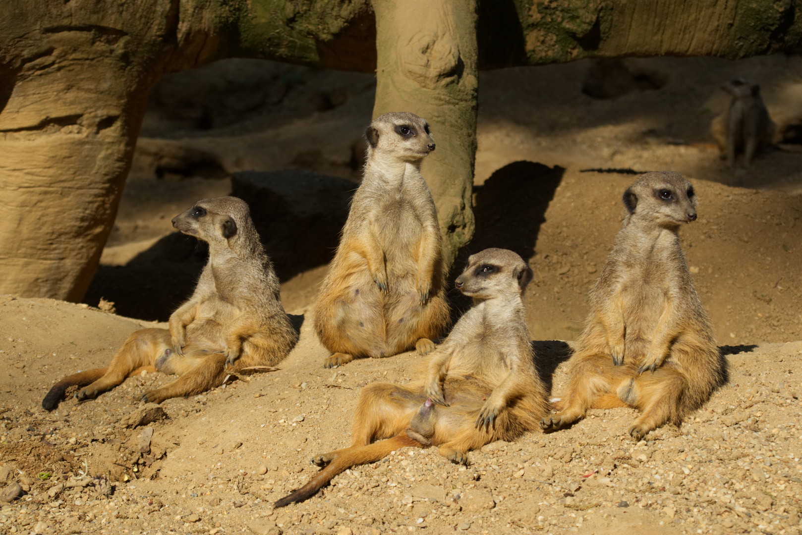 Erdmännchen Am Chillen