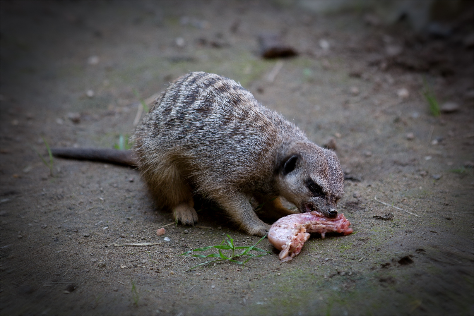 Erdmännchen am Hals