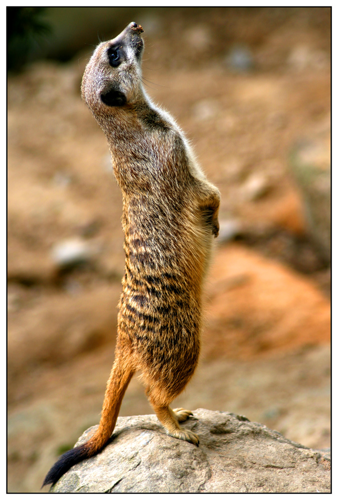 Erdmännchen auf Ausguck