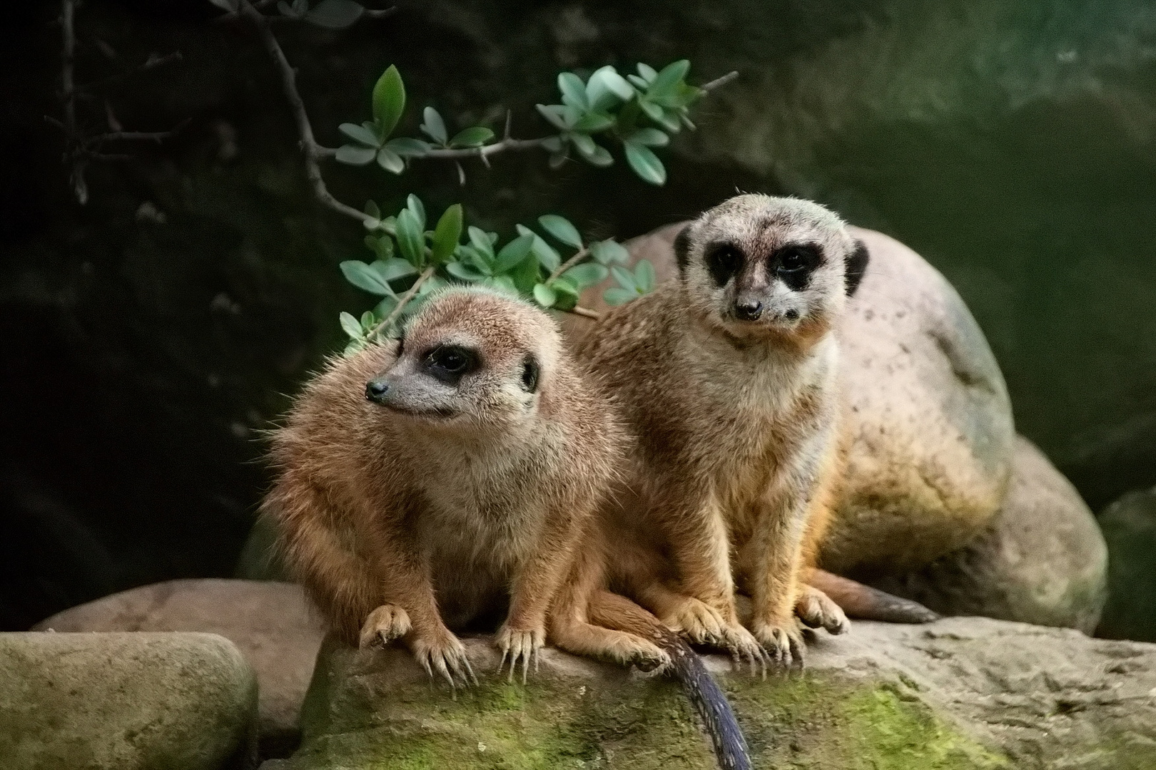 Erdmännchen auf Beobachtungsposten