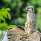 Erdmännchen auf dem Aussichtsposten