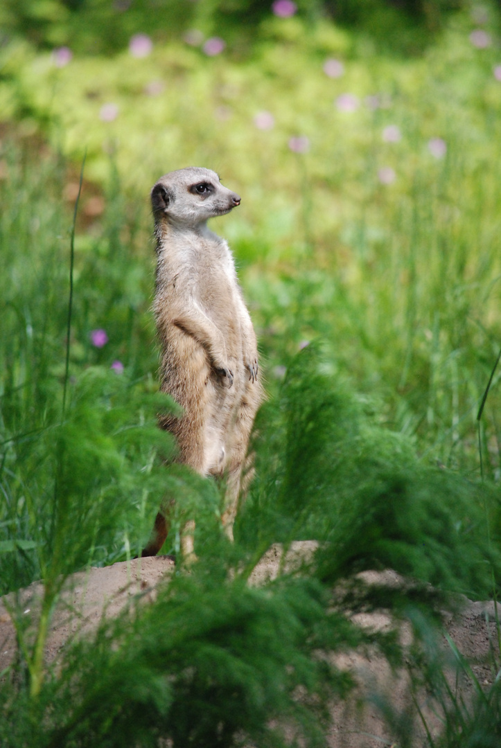 Erdmännchen auf dem Wachposten