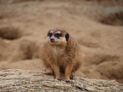 Erdmännchen auf der Lauer