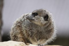 Erdmännchen auf der Wacht ... (Tierpark Mundenhof)