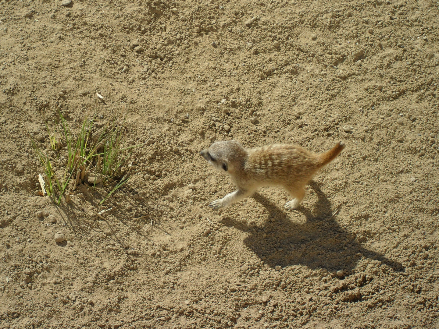 Erdmännchen auf Reisen