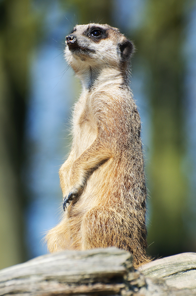 Erdmännchen auf Wache