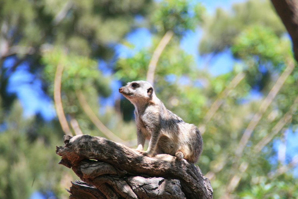 Erdmännchen aus dem OASI-Park