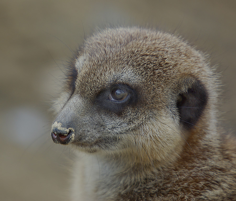 Erdmännchen aus der Familie der Mangusten