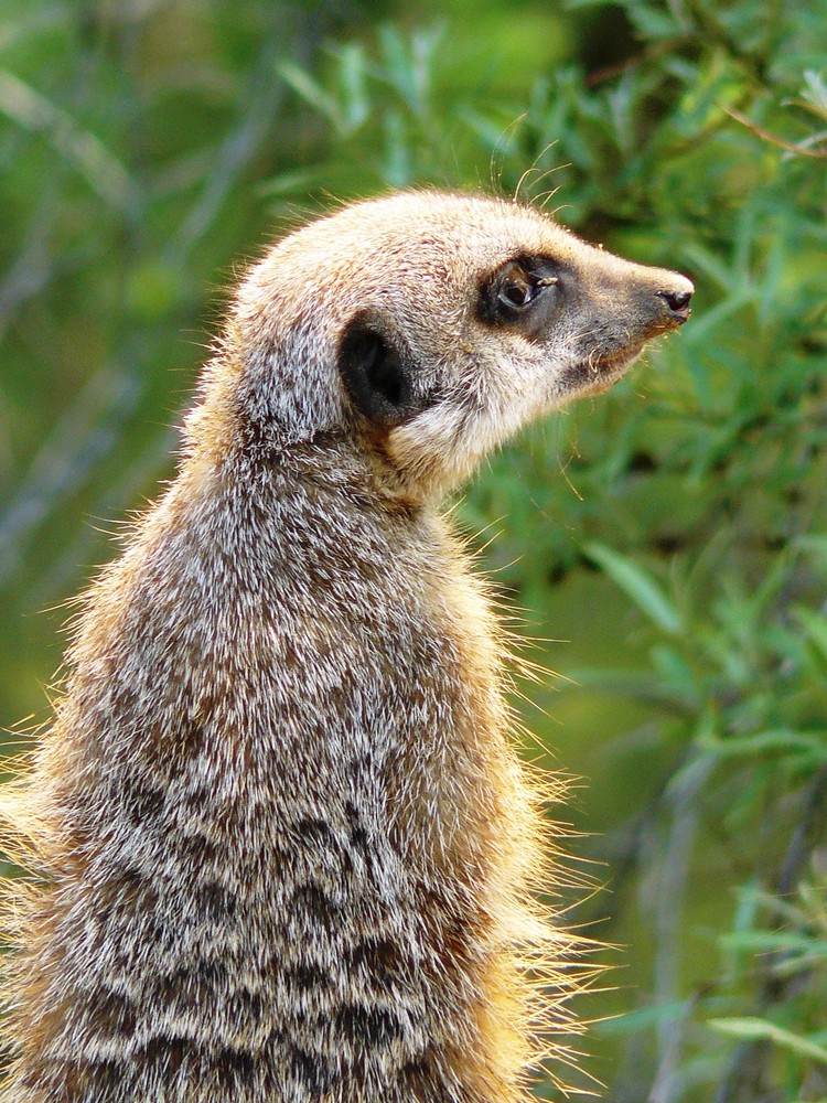 Erdmännchen aus der Wilhelma