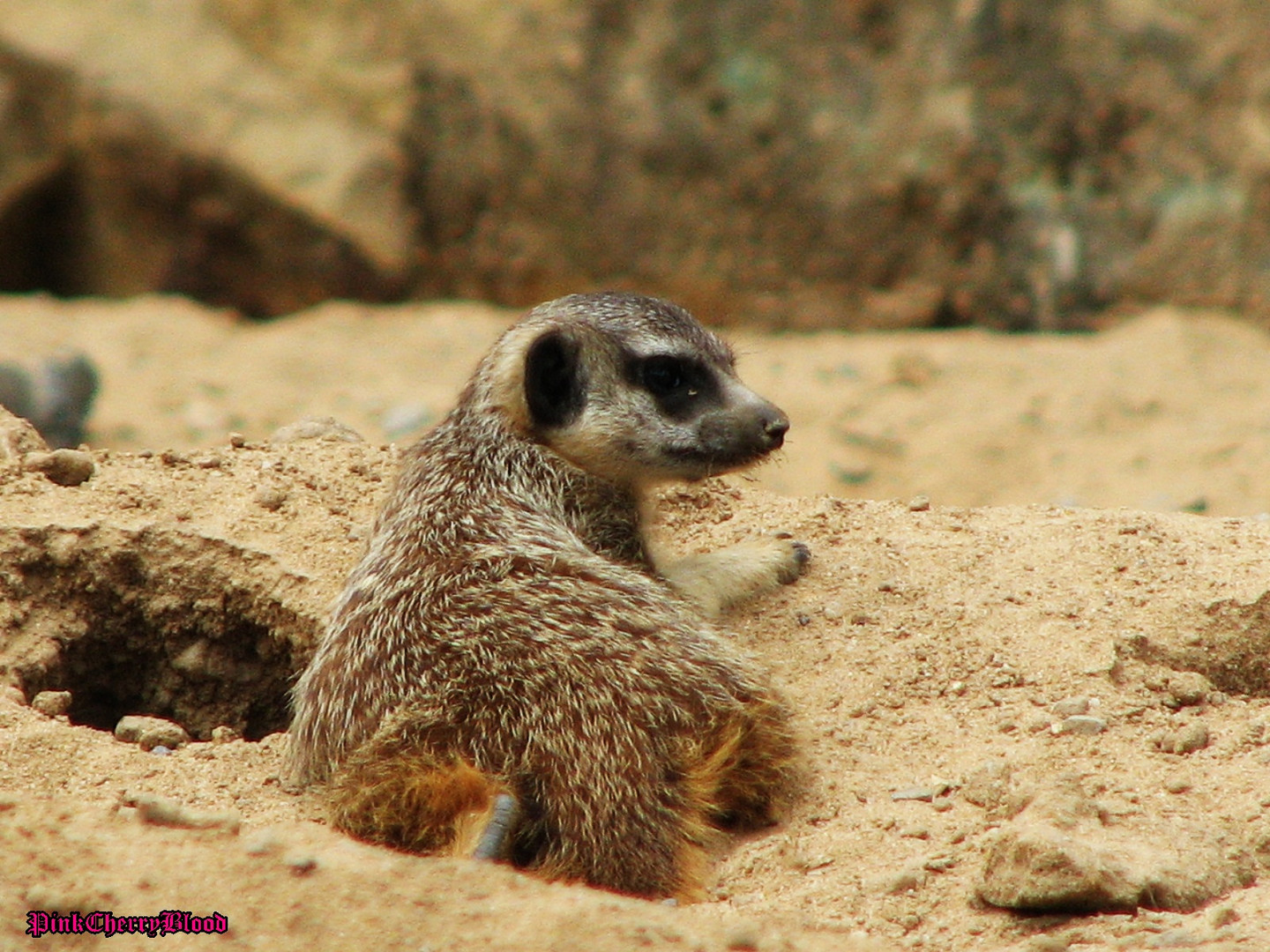 erdmännchen baby