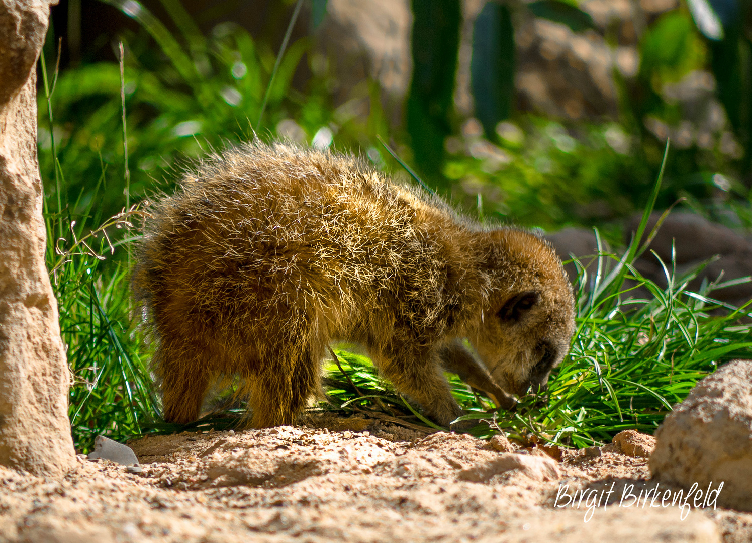 Erdmännchen Baby