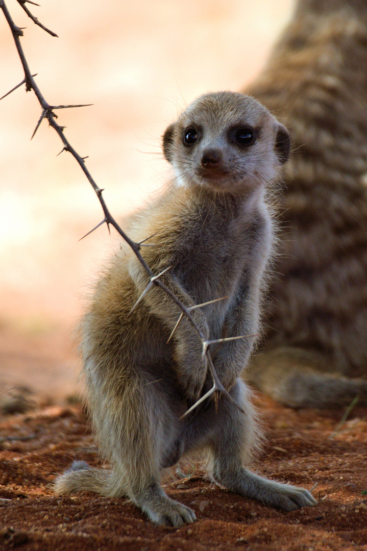 Erdmännchen Baby in der Kalahari