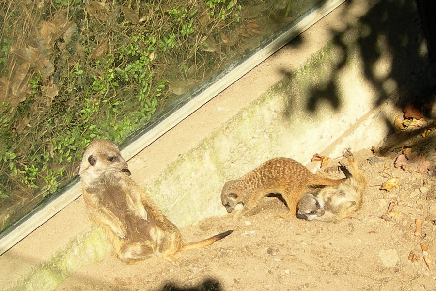 Erdmännchen bei der Arbeit