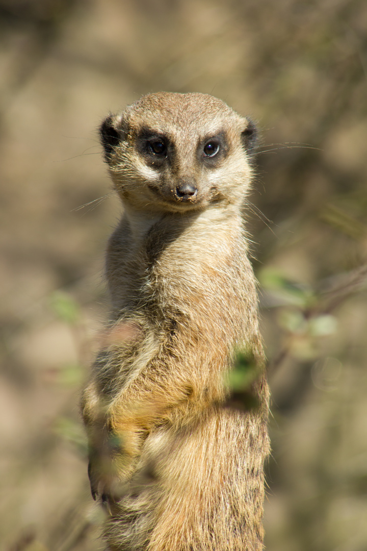 Erdmännchen bei der Arbeit