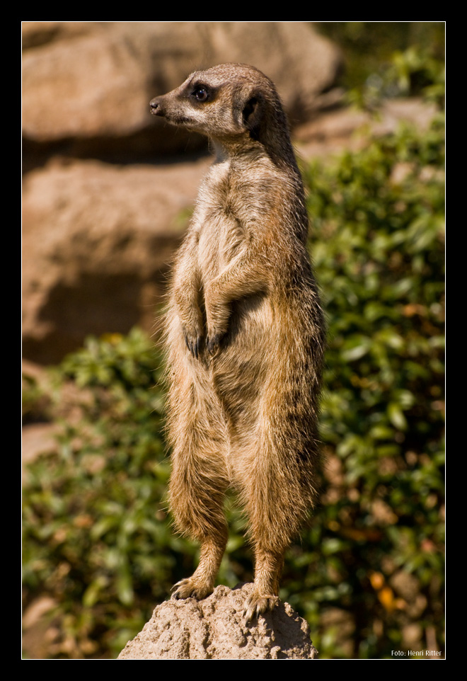 Erdmännchen bei der Arbeit