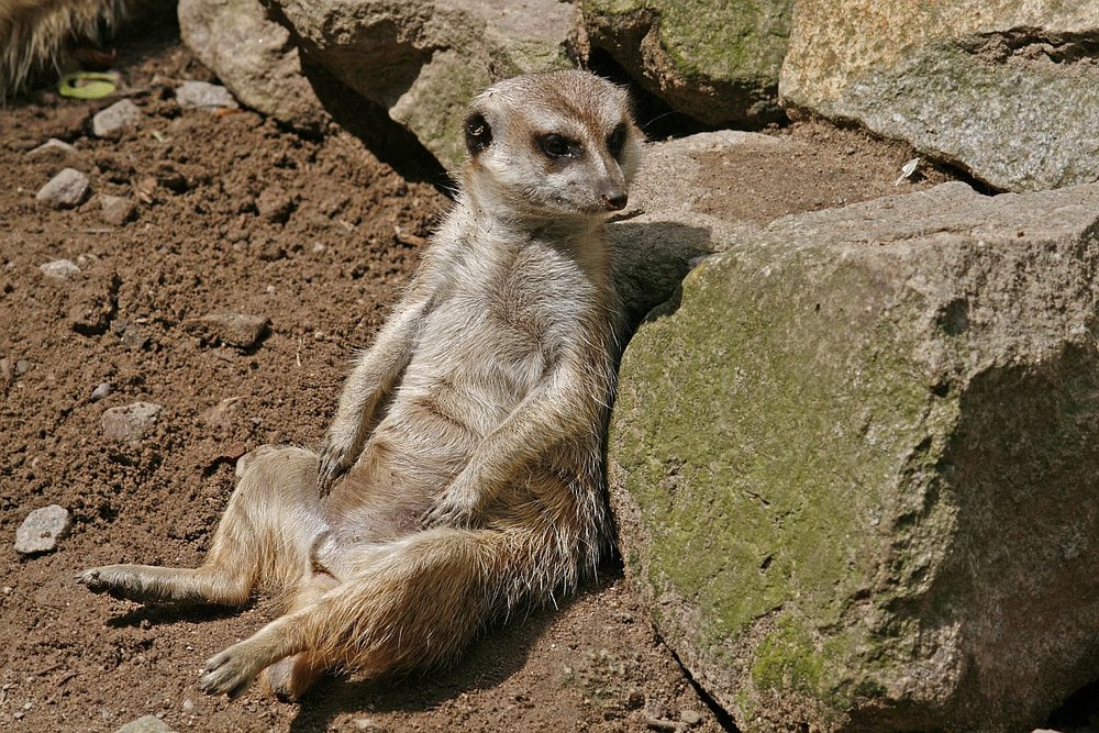 Erdmännchen bei der Siesta