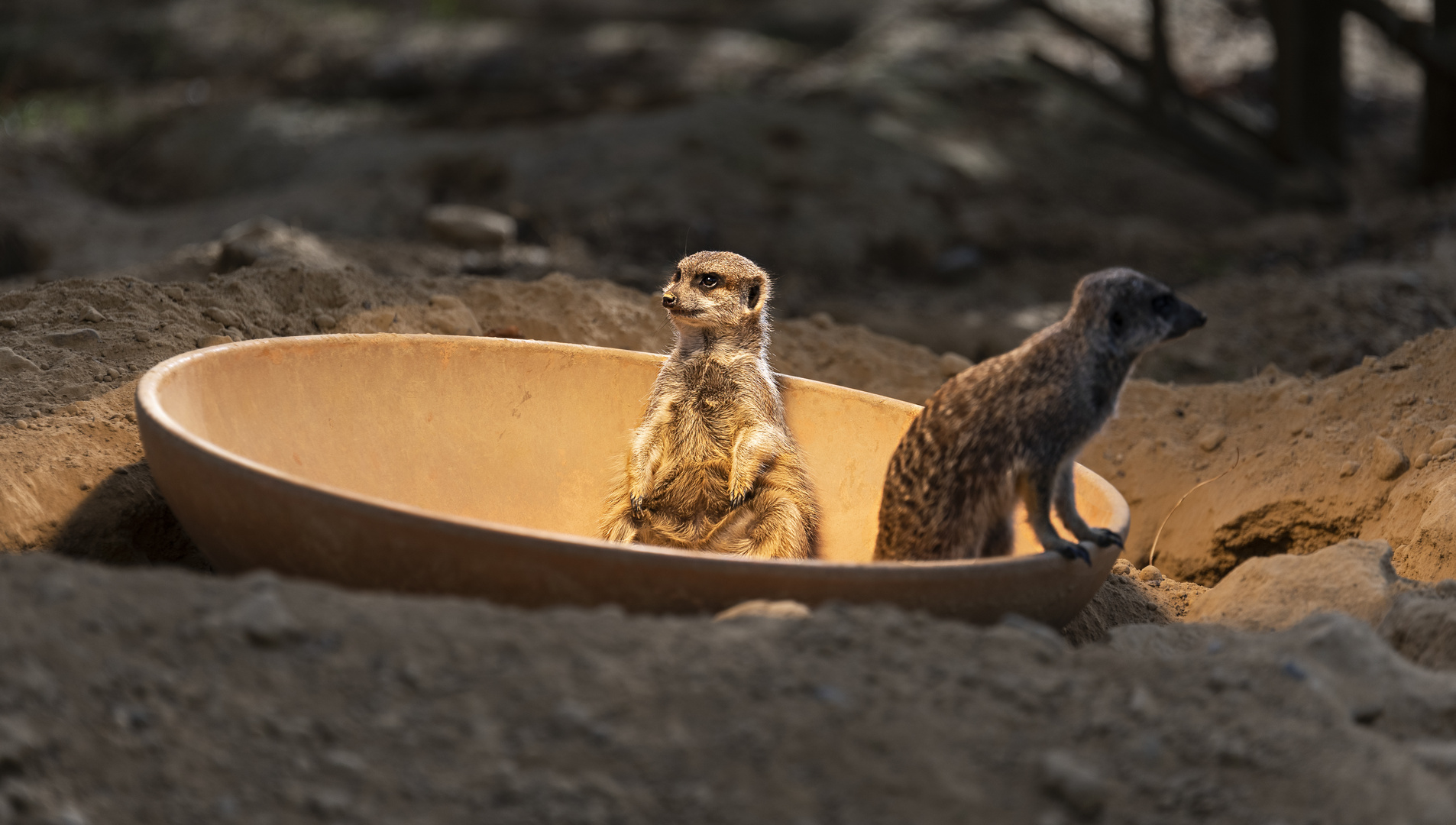 Erdmännchen bei sonnenbaden