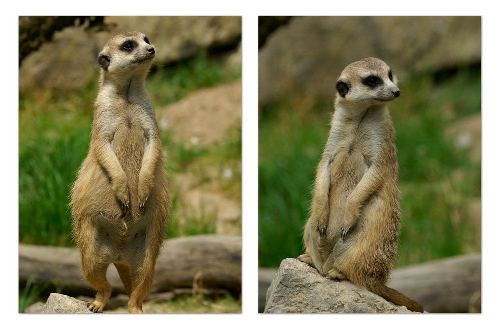 Erdmännchen beim Fotoshooting