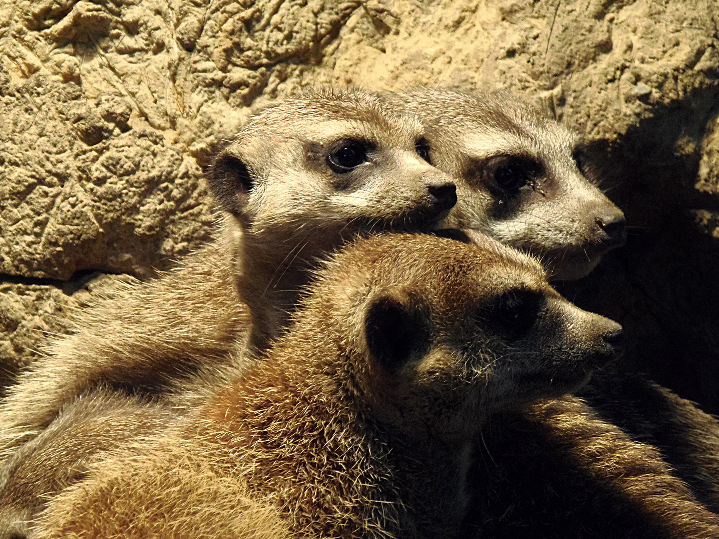 Erdmännchen beim Kuscheln