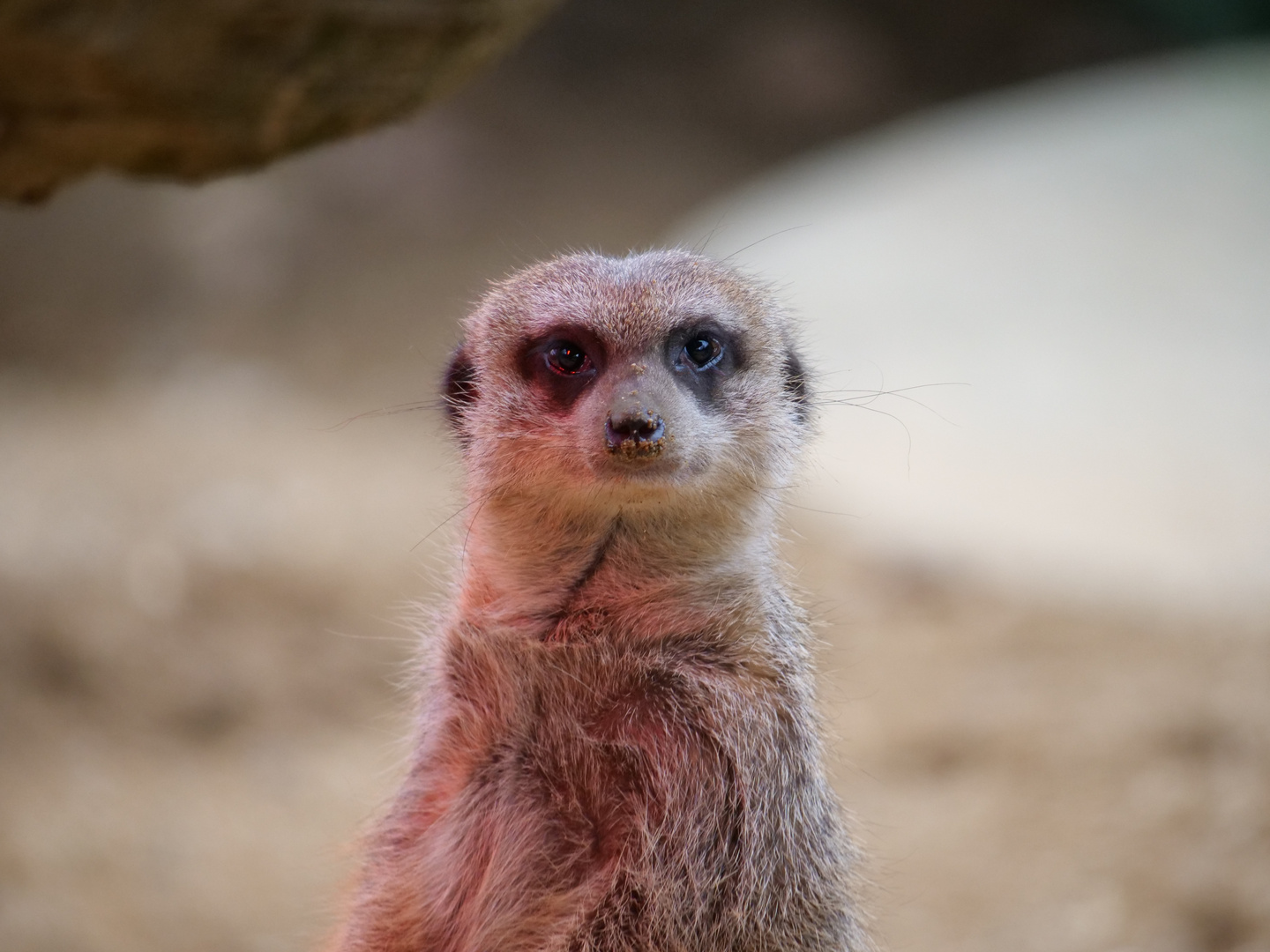 Erdmännchen beim Rotlichtbad