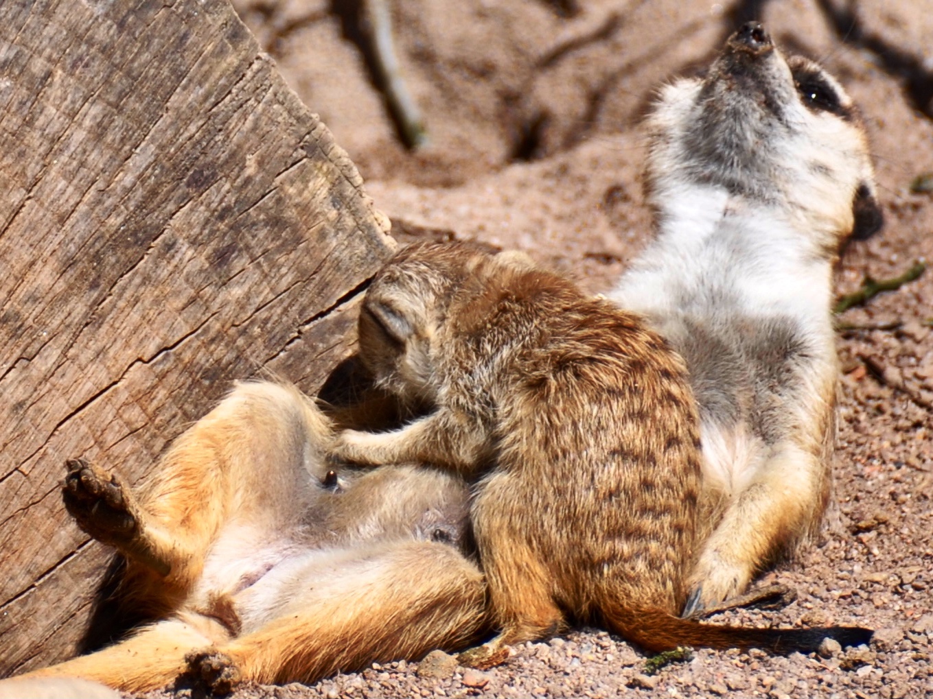 Erdmännchen beim säugen