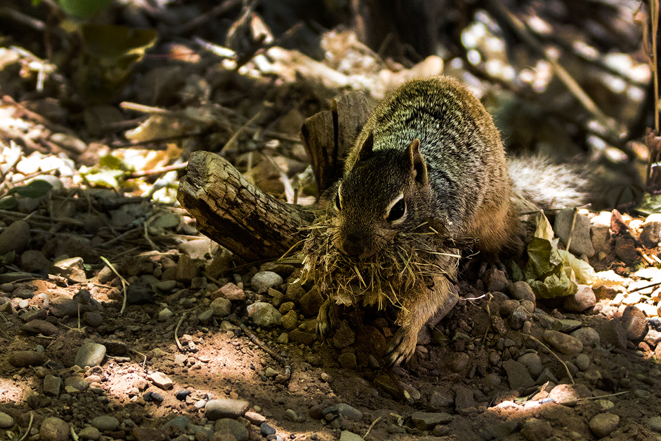 Erdmännchen beim Sammeln, Zion Nationalpark