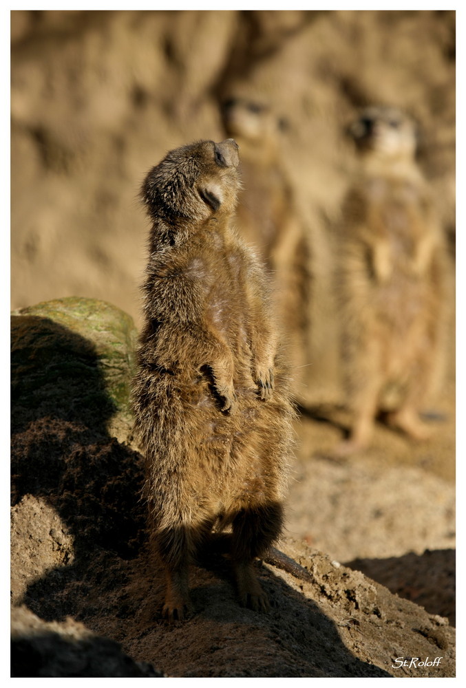 Erdmännchen beim Sichern des Geländes