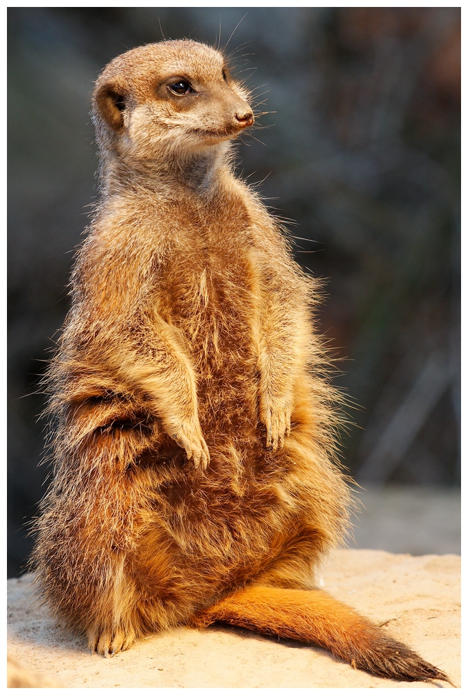 Erdmännchen beim "Sonne anbeten"