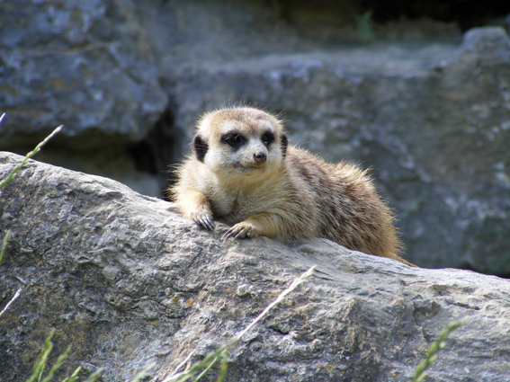 Erdmännchen beim sonnen