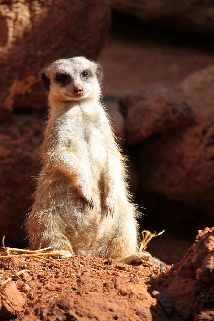 Erdmännchen beim Sonnen