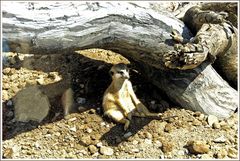 Erdmännchen beim Sonnenbaden