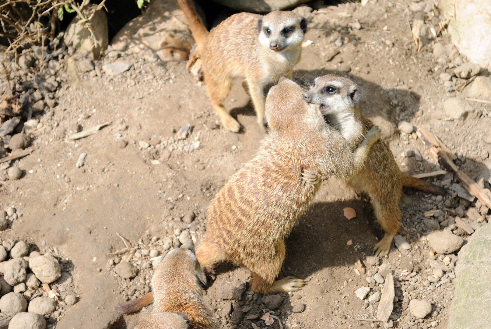 Erdmännchen beim Spiel (Kampf?)