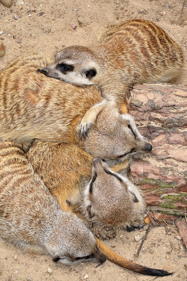 Erdmännchen bein Gruppen chillen.......