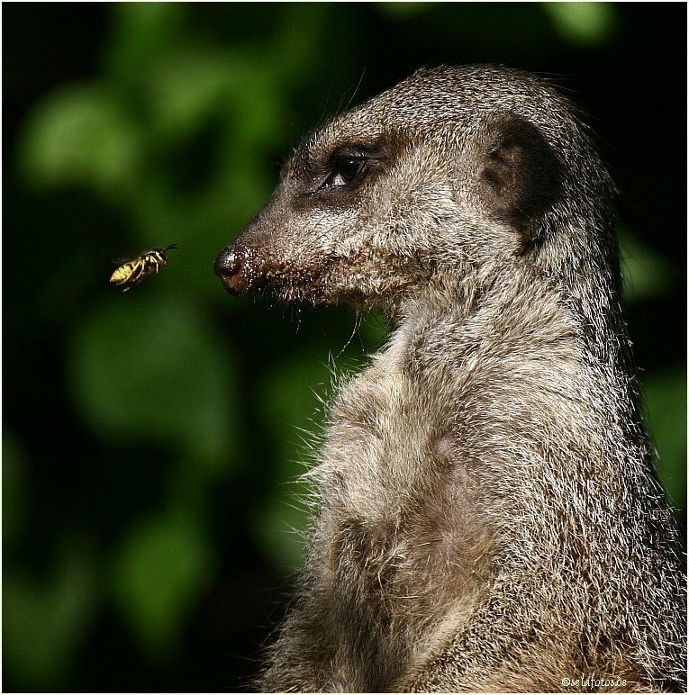 Erdmännchen bekommt Besuch:-))