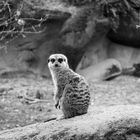 Erdmännchen - Burgers Zoo, Arnhem