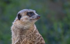Erdmännchen