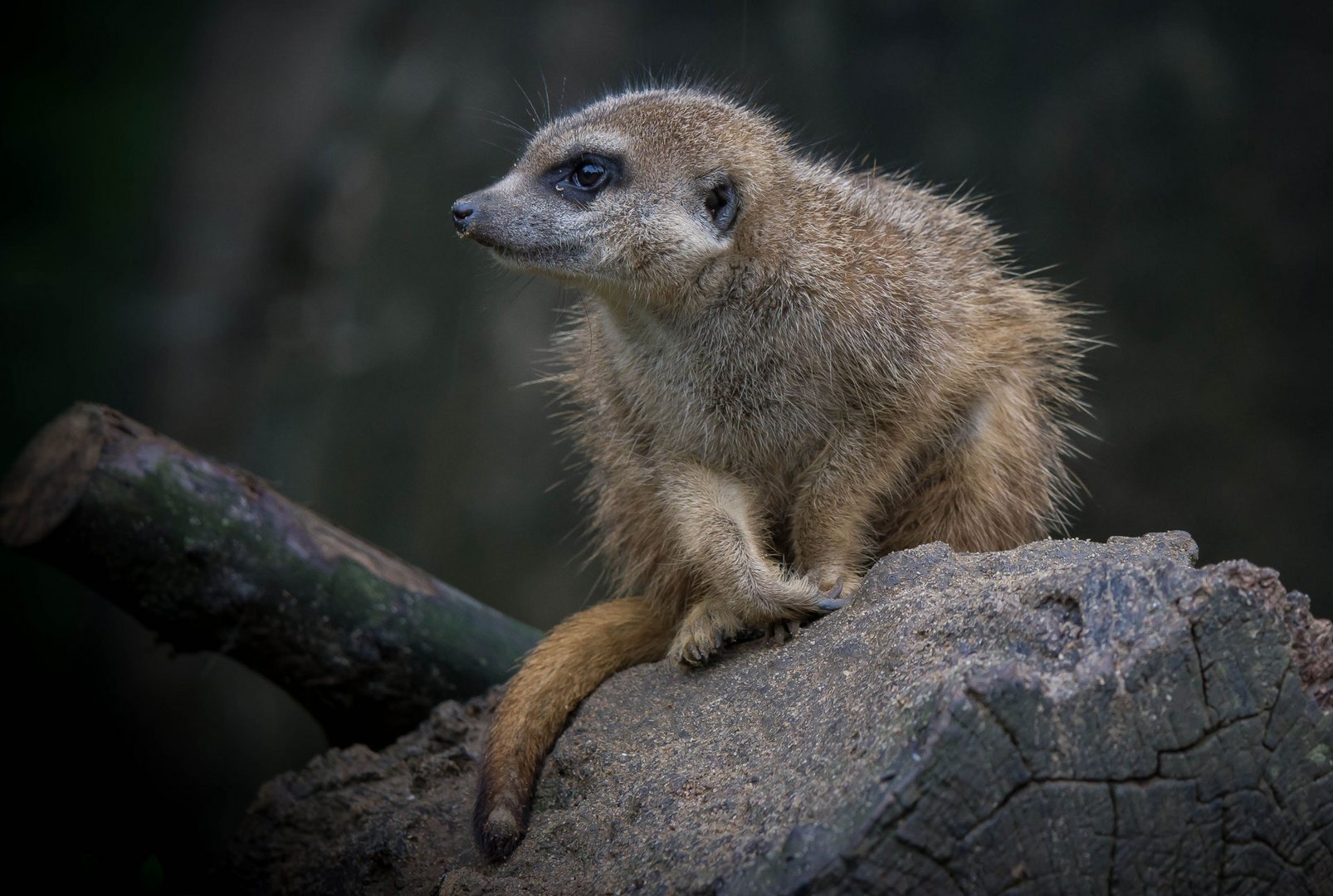 Erdmännchen das 1000.