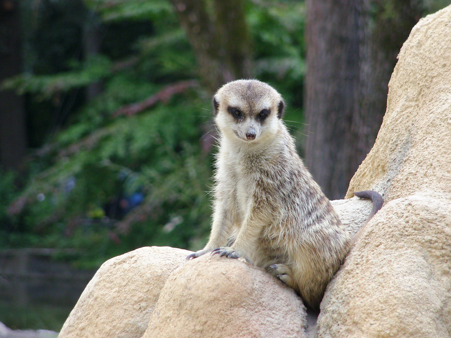 Erdmännchen "Der Wächter"