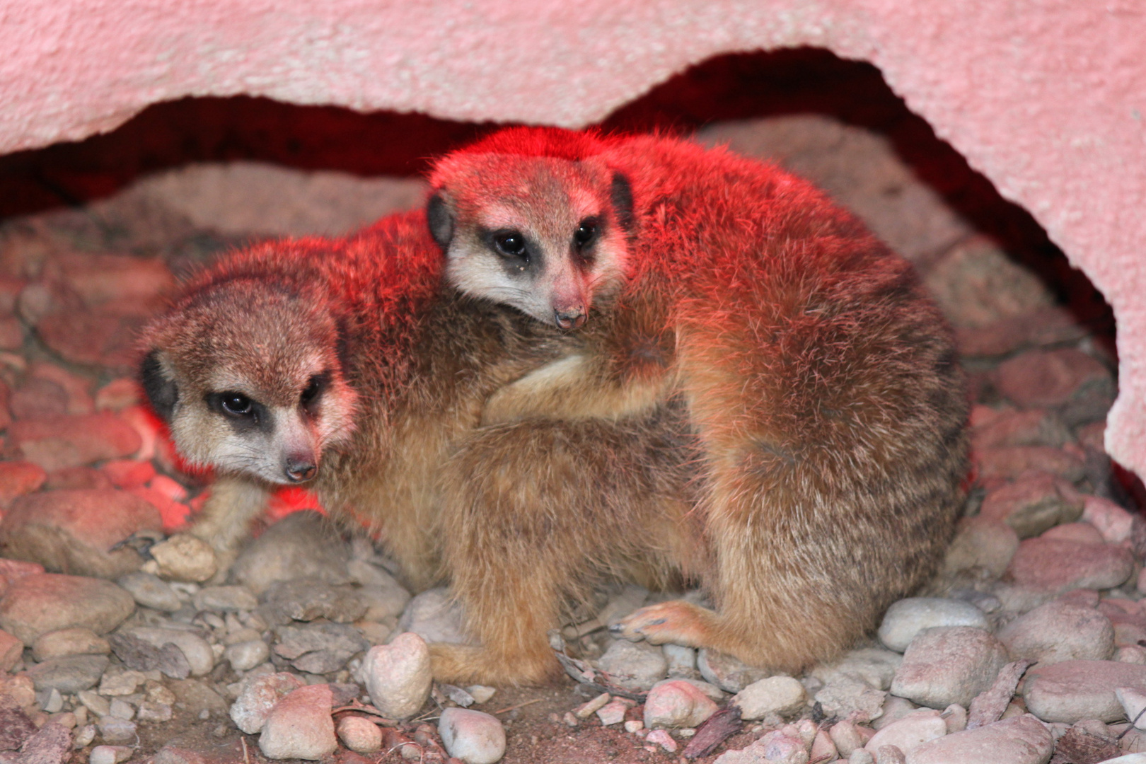 Erdmännchen, die ein wenig Spaß hatten