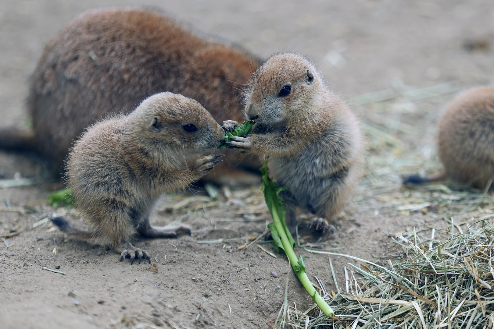 "Erdmännchen"