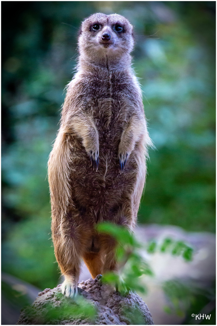 Erdmännchen . . . einer reckt sich . . .