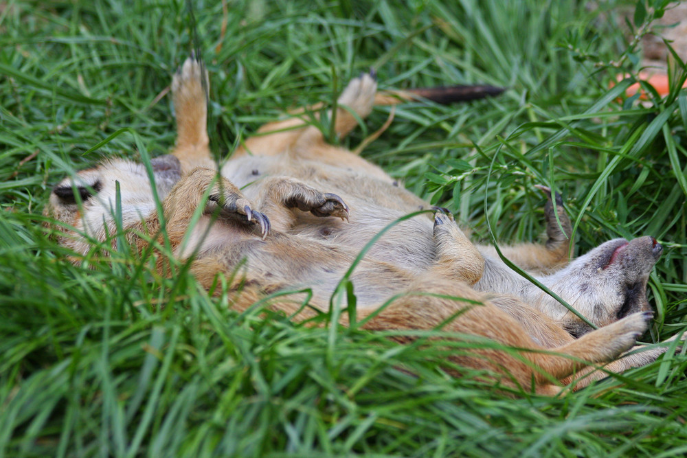 Erdmännchen einmal anders