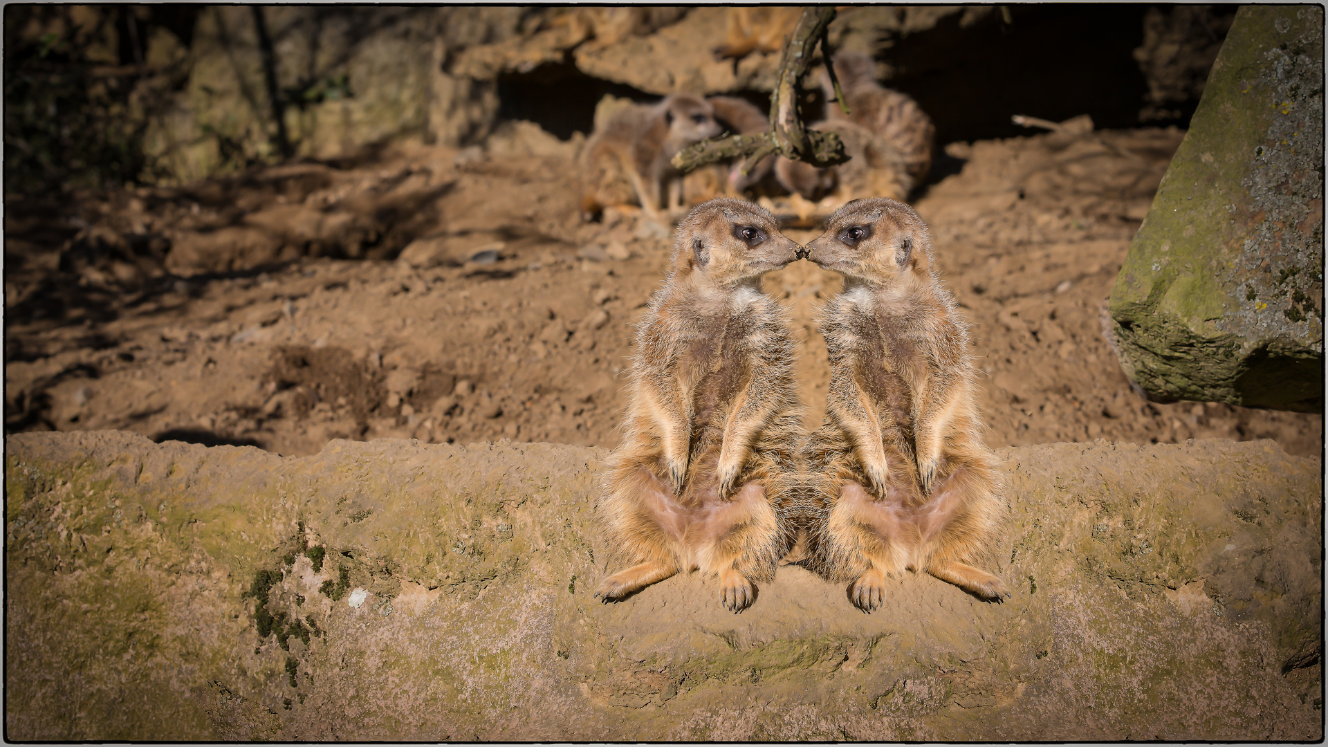 Erdmännchen eins ist gespiegelt