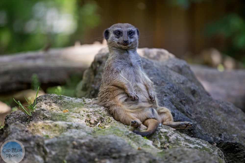 Erdmännchen entspannt sich bei 30 Grad Hitze