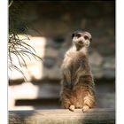 Erdmännchen