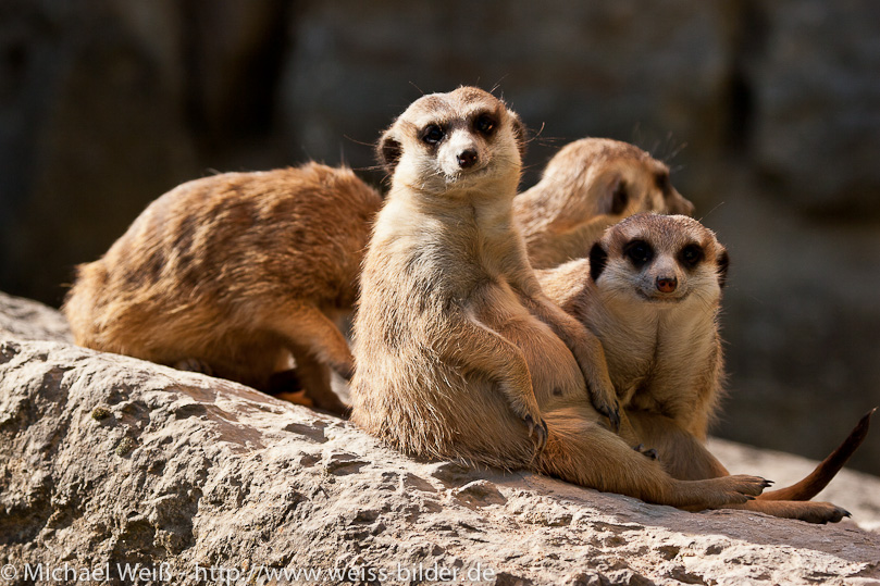 Erdmännchen-Familie