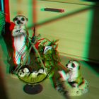 Erdmännchen-Familie (3D-Ana-rot/cyan)