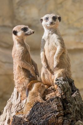 Erdmännchen Familie. 